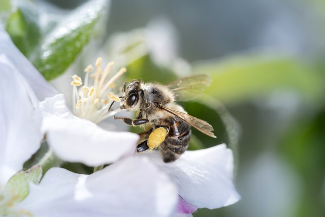 bee-5234225_641